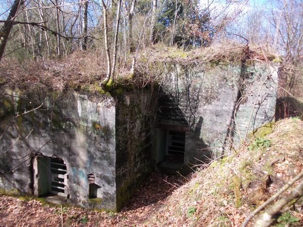 Bild Alte Bunker bieten Fledermusen Schutz