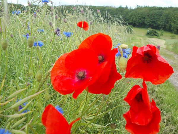 Bild Klatschmohn - eine bemerkenswerte Blume