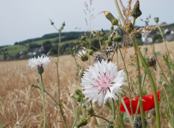 Bild Warum sind Kornblumen rosa?