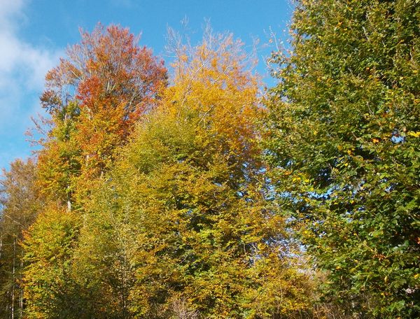 Bild Bume bereiteten sich auf den Winter vor